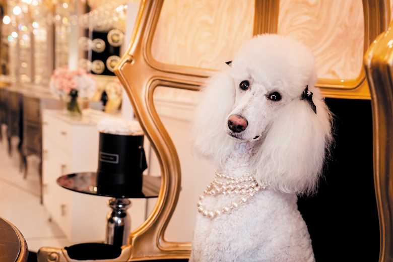 Revealing the Elegance: Enchanting Images of Standard Poodle Dogs