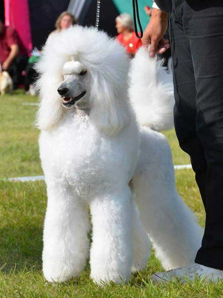 Unveiling the Beauty: Captivating Pictures of Standard Poodle Dogs