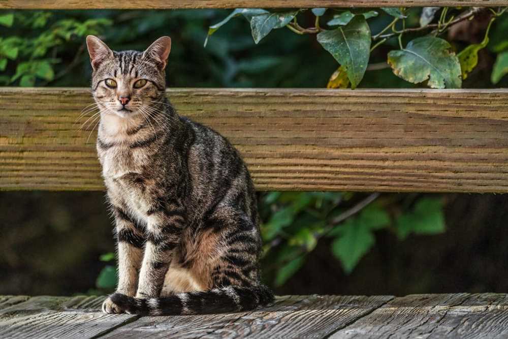 Unveiling the Beauty of American Shorthair Cat Breed: A Captivating Picture Collection