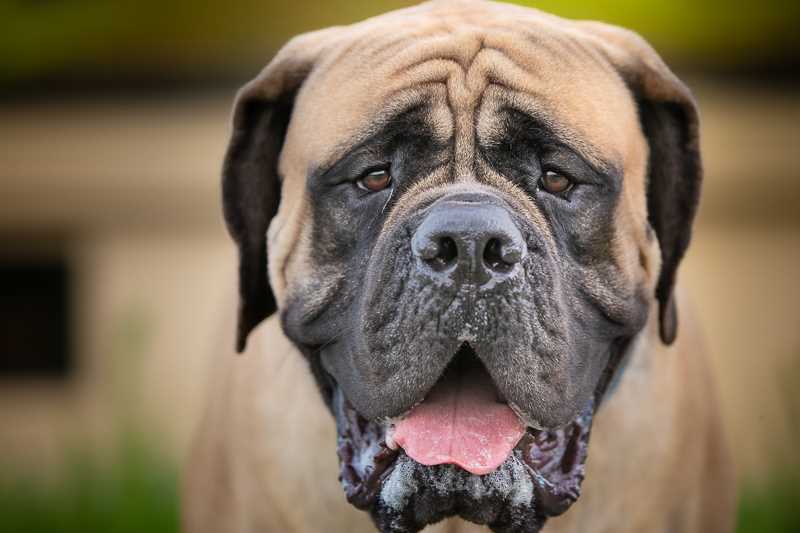 Unveiling the Beauty of Mastiff Dogs: A Stunning Picture Collection