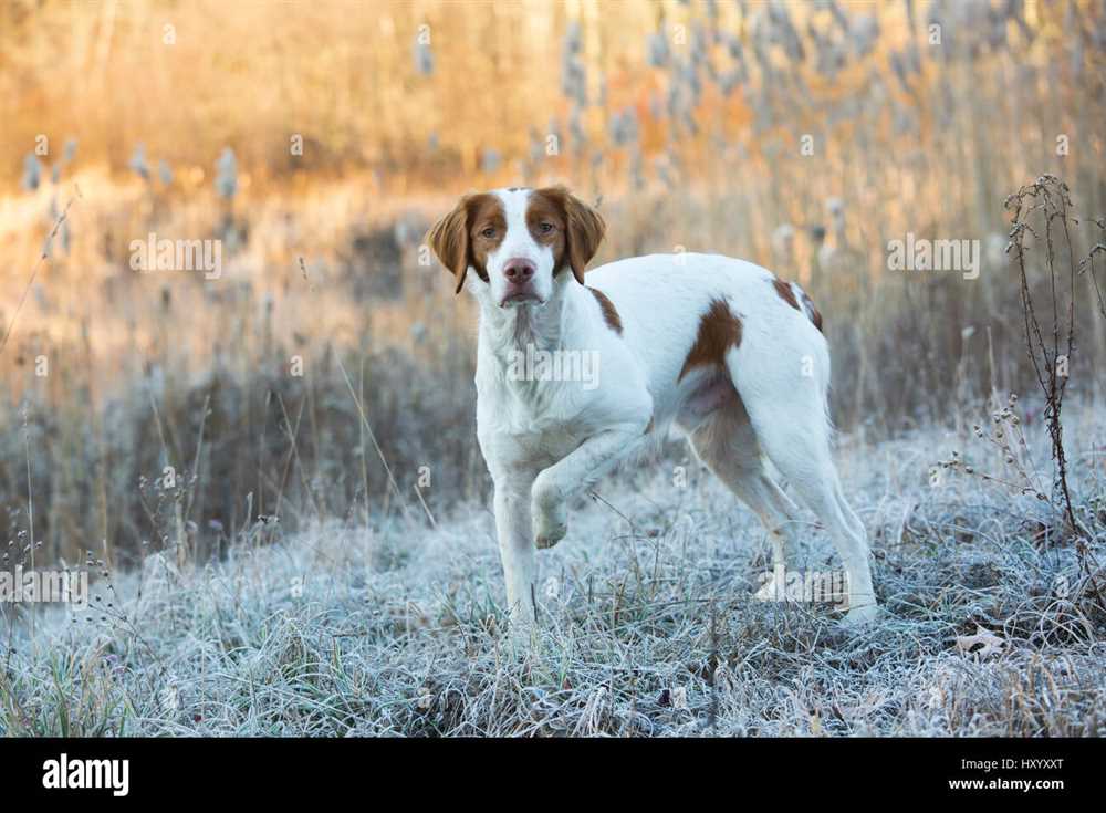 Discovering the Enchanting Beauty of the Brittany Dog Breed