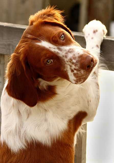 Unveiling the charm of the Brittany dog breed through captivating images