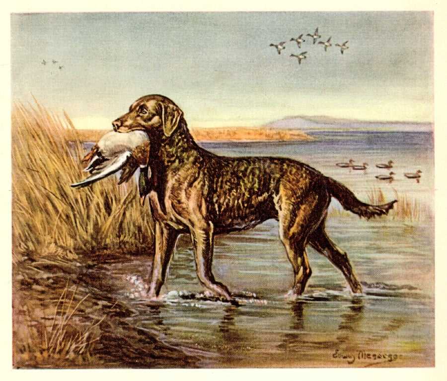 Unveiling the Chesapeake Bay Retriever: A breed known for its versatile skills