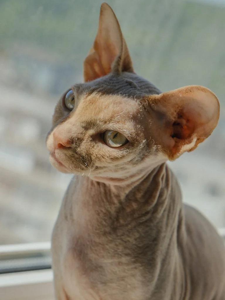 Exposing the Gracefulness: Examining the Exceptional Features of the Peterbald Cat Breed