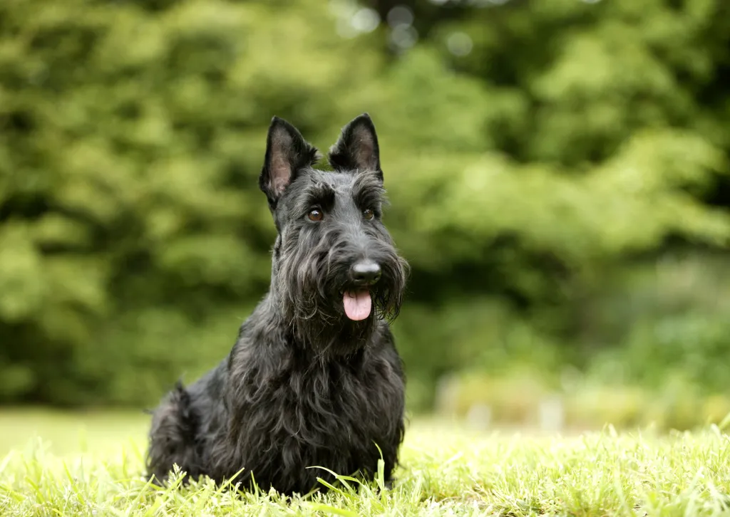 A Guide to the Scottish Terrier