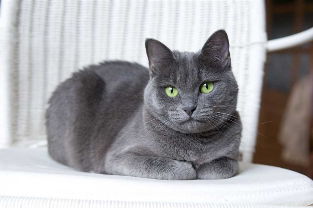 Unveiling the History and Characteristics of the Russian Blue Cat Breed