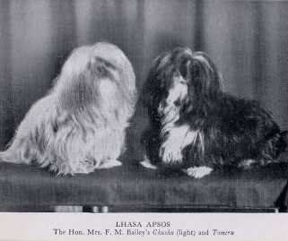 Unveiling the Mysteries of Lhasa Apso's Origins