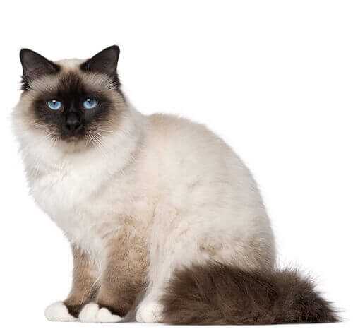 Unveiling the Origins and History of the Birman Cat Breed
