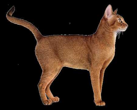 The Unveiling of Abyssinian Cat Personalities