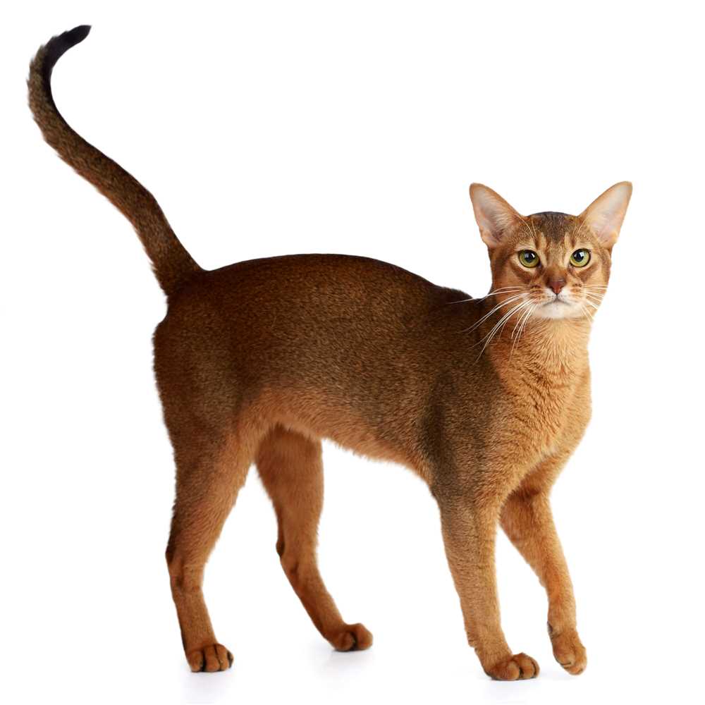 Understanding the Abyssinian Cat Breed