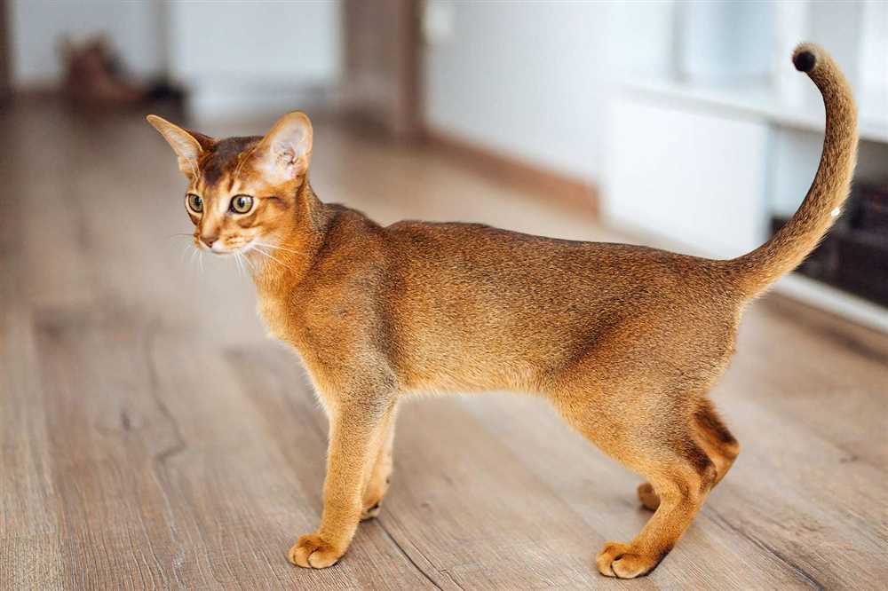 What Sets Abyssinian Cats Apart?