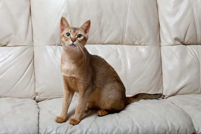 Unveiling the Personality Traits of Abyssinian Cats: What Makes them Special?