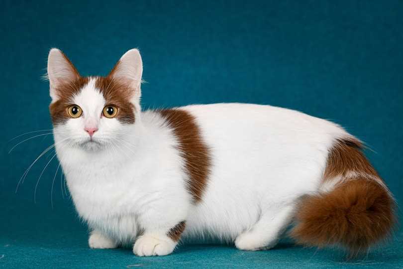 What Makes Munchkin Cats So Unique: A Closer Look