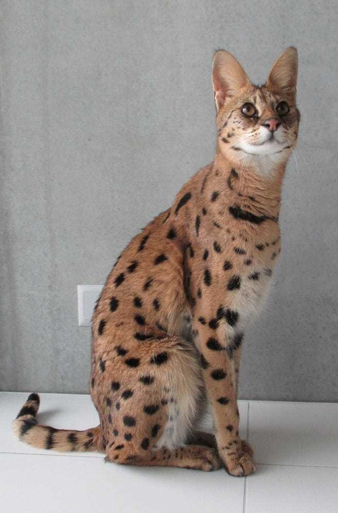 Learn About the Exotic Appearance of the Savannah Cat Breed