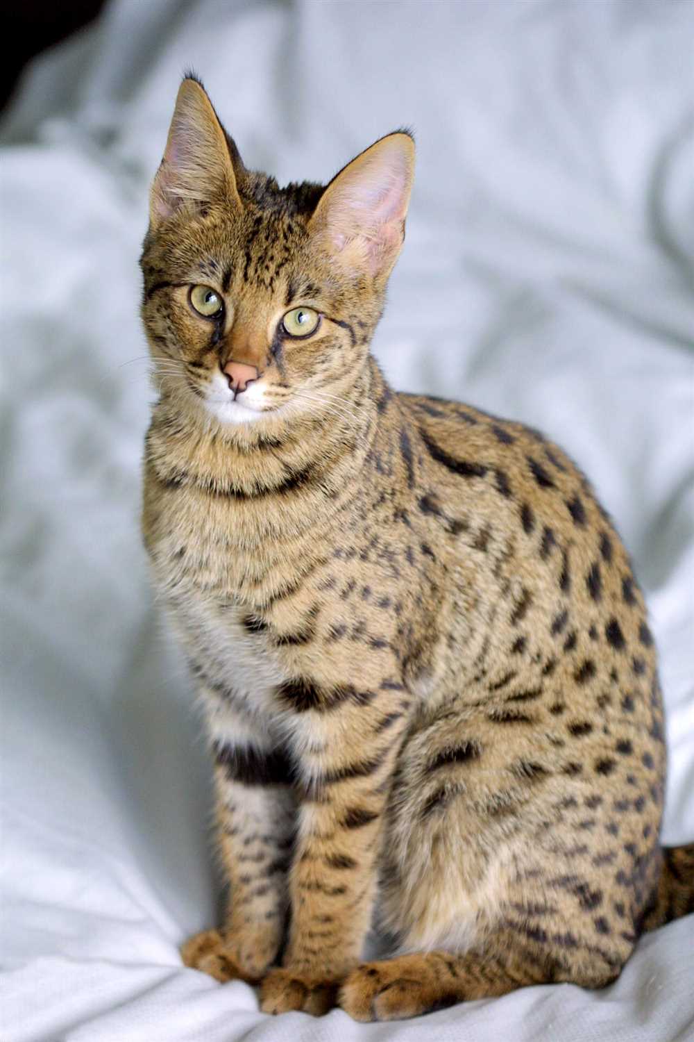 What Makes the Savannah Cat Breed Unique?