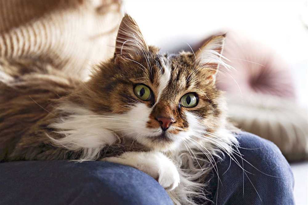 What Sets the Ragamuffin Cat Breed Apart: A Guide for Feline Enthusiasts