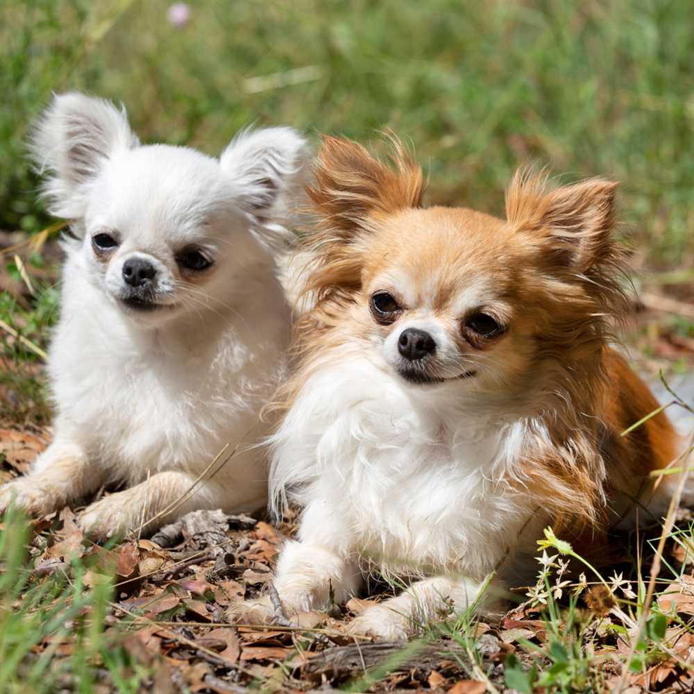 The Advantages of Owning a Chihuahua Smooth Coat in a Small Home