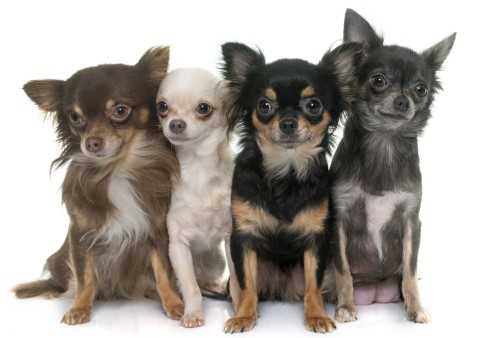 Why Chihuahua Smooth Coat is the Perfect Pet for Small Living Spaces