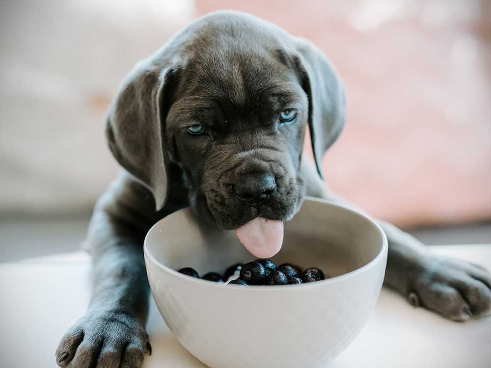 Why a Balanced Diet is Essential for Your Growing Pup: Recognizing the Relevance of Puppy Food