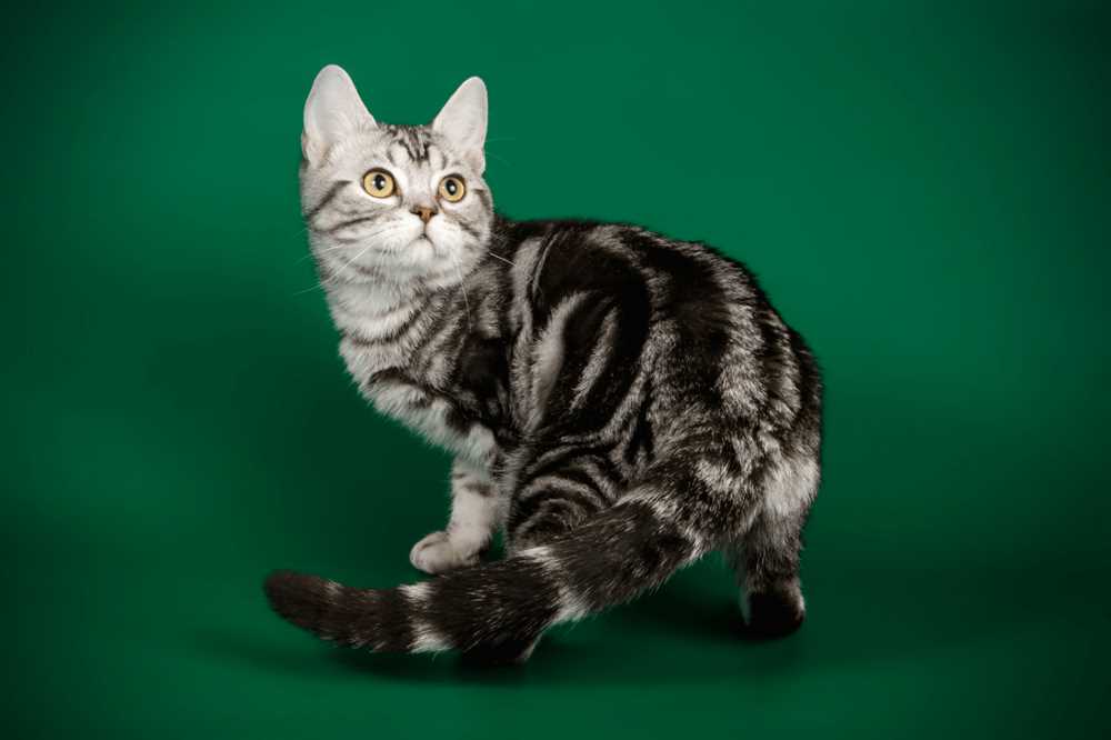 Why the American Shorthair Cat is the Perfect Family Pet