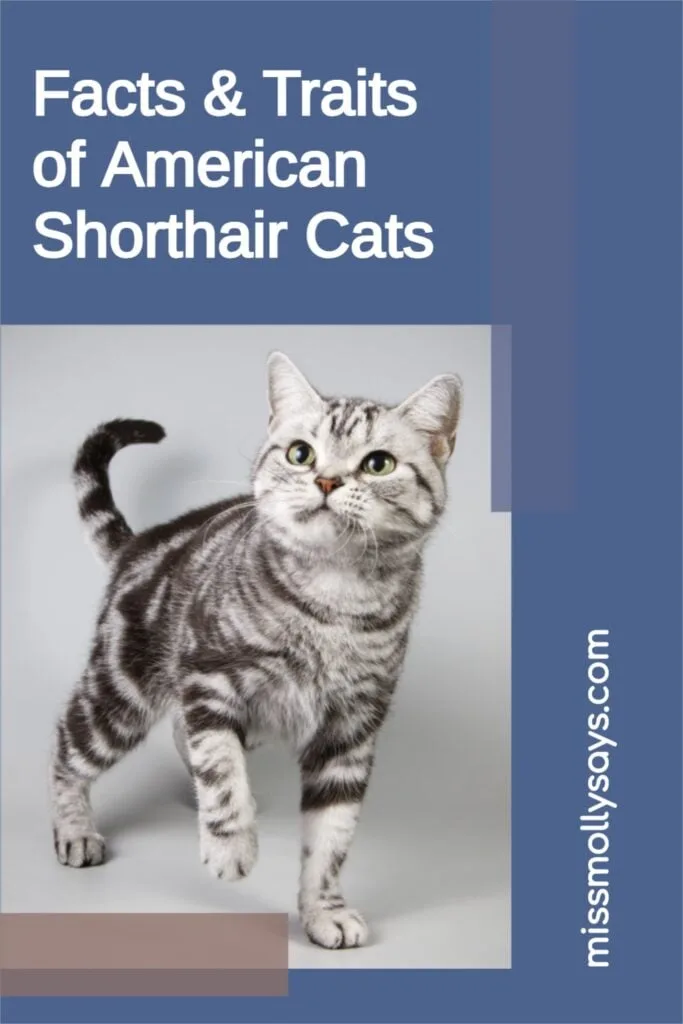 Why the American Shorthair Cat is the Perfect Family Pet: Adaptability, Temperament, and Playfulness