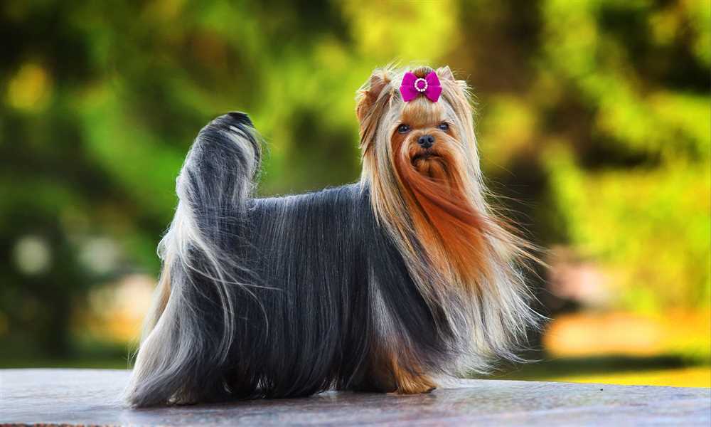 Yorkshire Terrier Dog Breed Pictures: A Glimpse into the Charming Personality and Distinctive Appearance