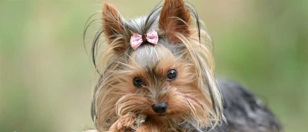 Yorkshire Terrier Health Notes