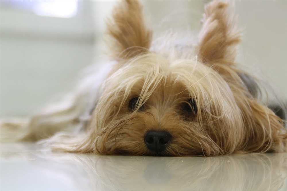 Yorkshire Terrier Health Notes: How to Keep Your Yorkie Happy and Healthy